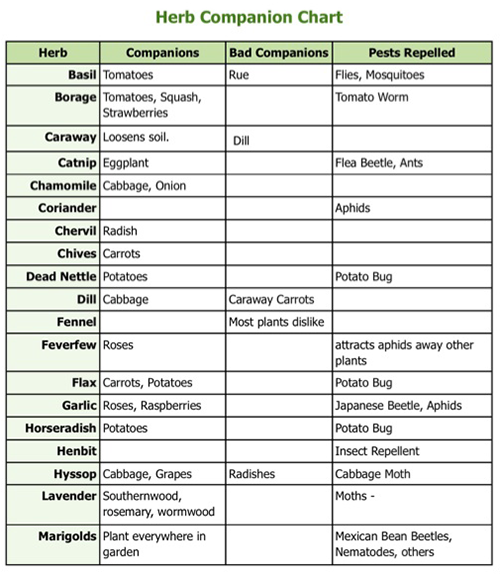 San Antonio Planting Calendar & Companion Planting Guide